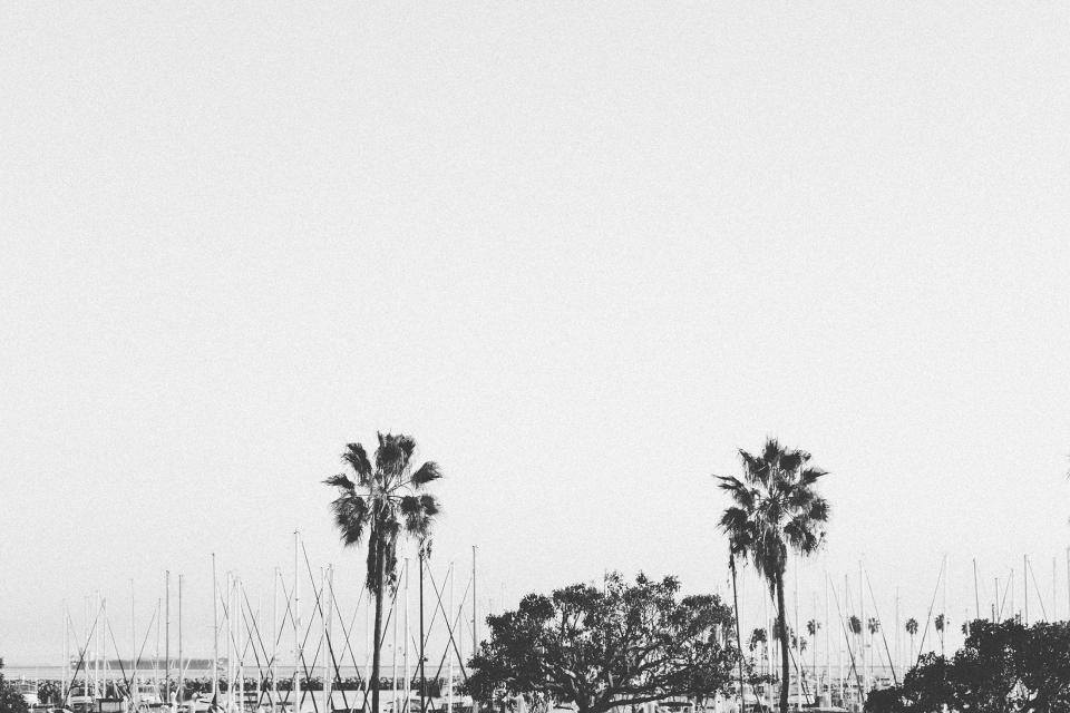 water sailboats palmtrees harbor boats blackandwhite 