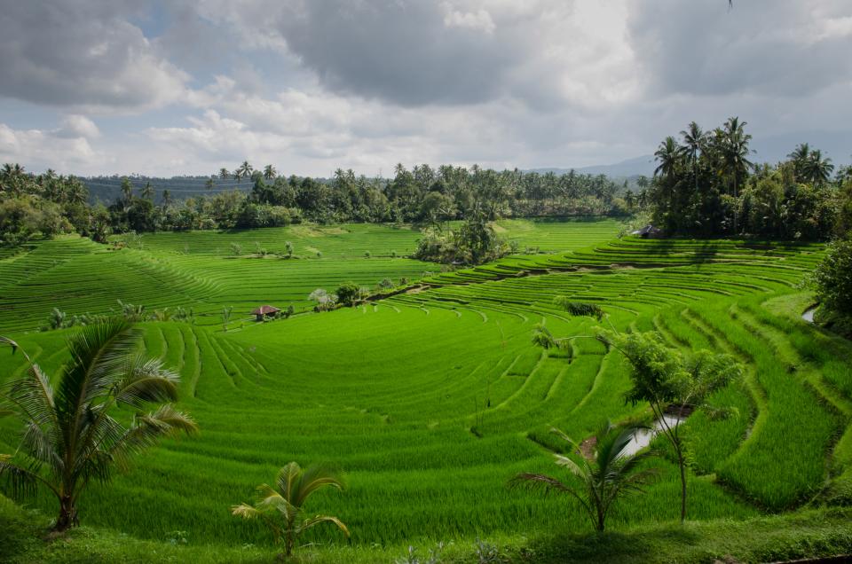 trees sky ricepaddyfield landscape green clouds bali agriculture 