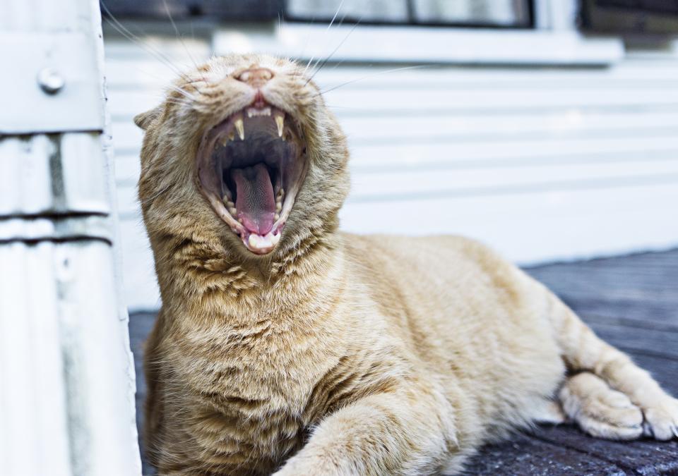 whiskers Tongue tiger teeth sharp roar mouth Feline cat 