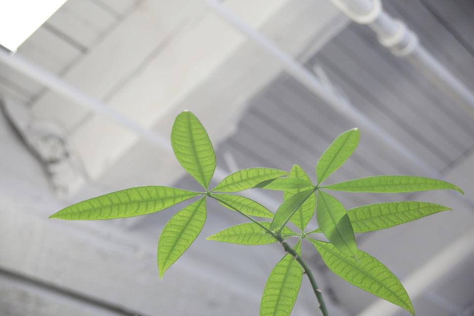 plants hydroponics greenhouse 