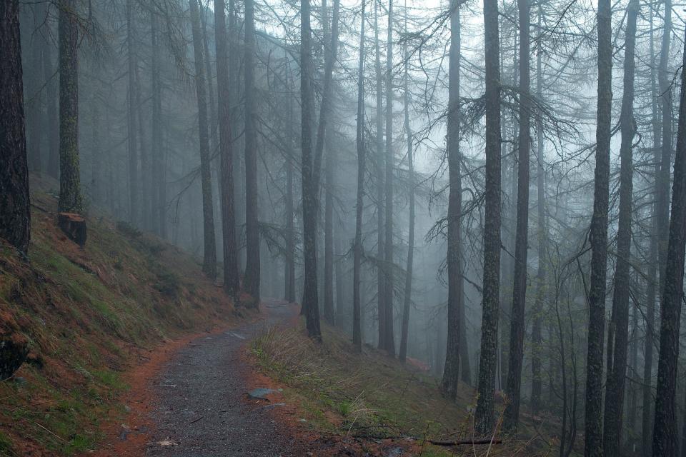 woods trees Trail path nature leaves hill haze grey grass forest fog dark 