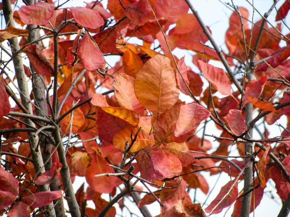 red, leaves, autumn, branches