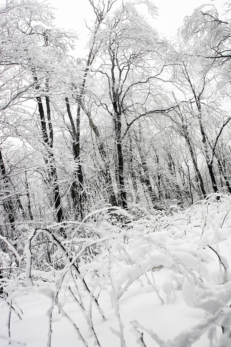 woods winter trees snow nature ice frozen freeze forest cold blackandwhite 