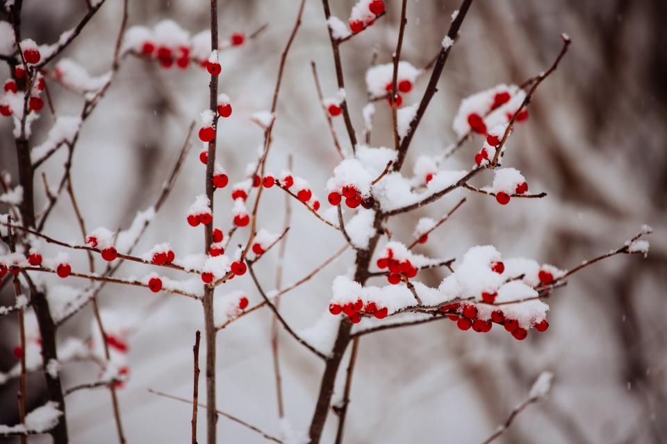 winter snow red cold branches berries 