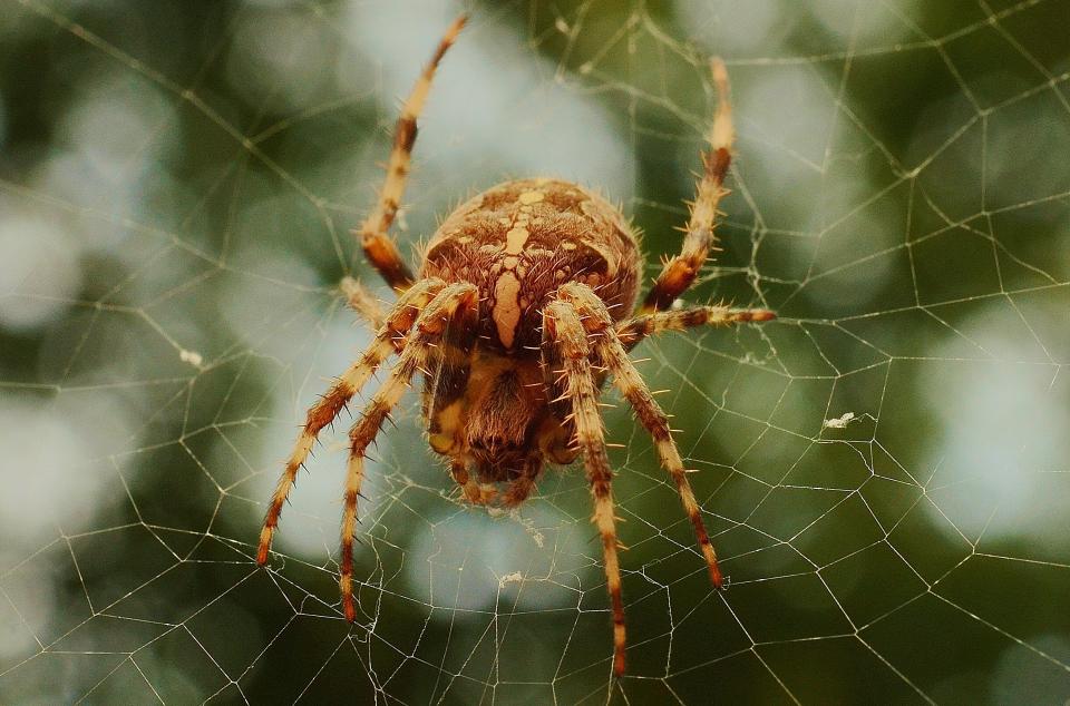 web spider 