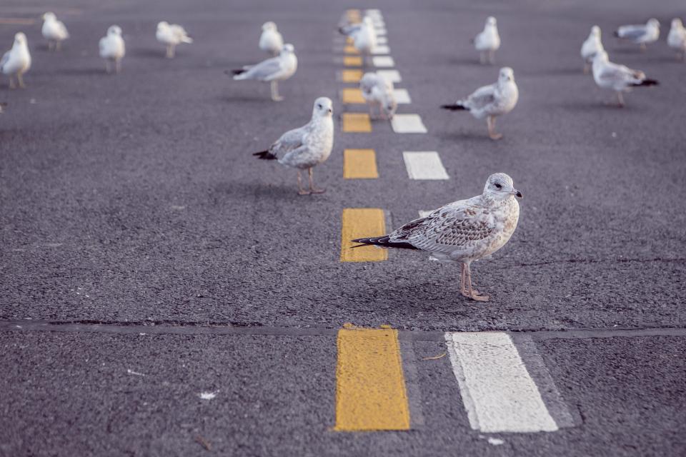 seagulls road pavement birds 