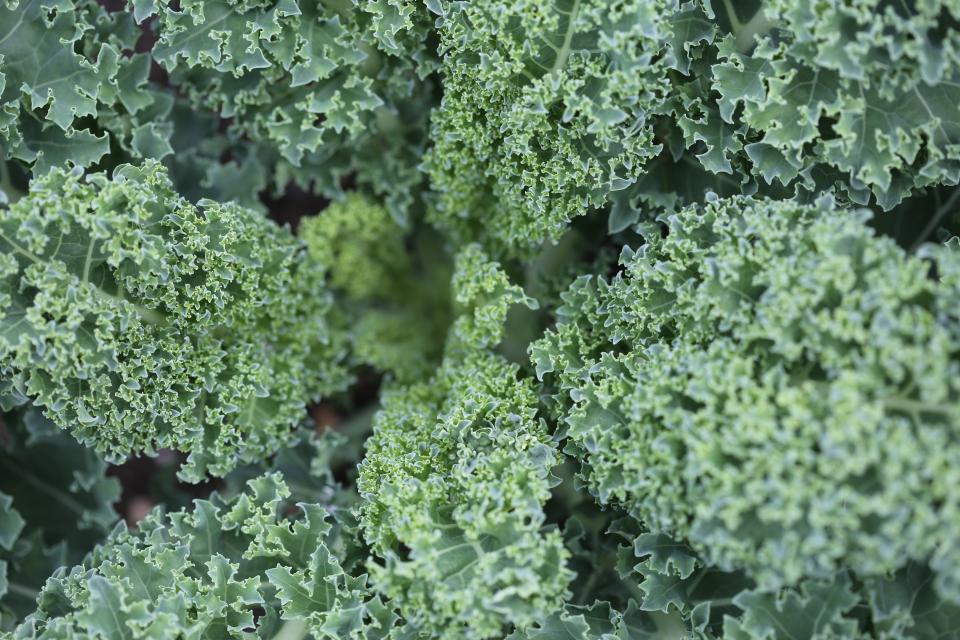 vegetables salad kale Healthy greens food 