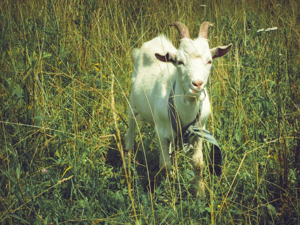 sunny grass goat field animal 