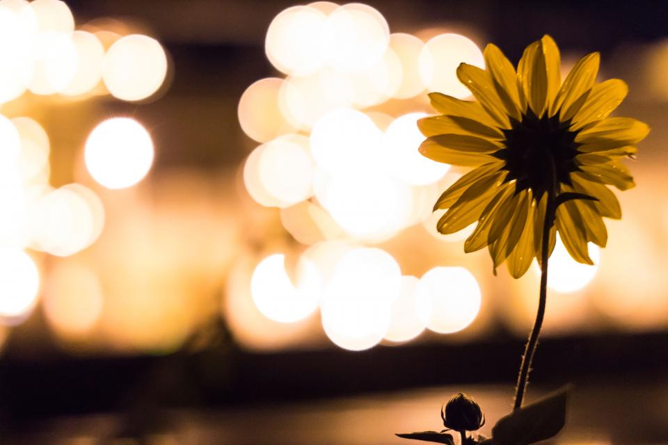 sunflower lights decor blurry 