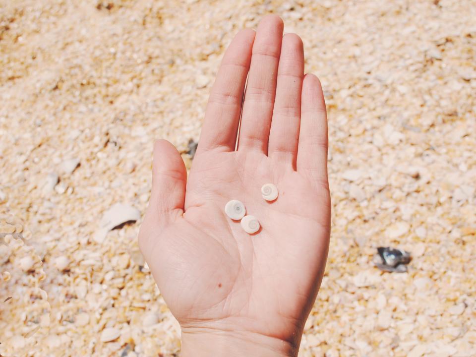 seashells sand hands beach 