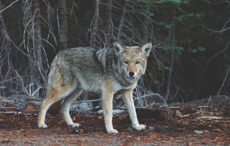 coyote, animal, wild, nature