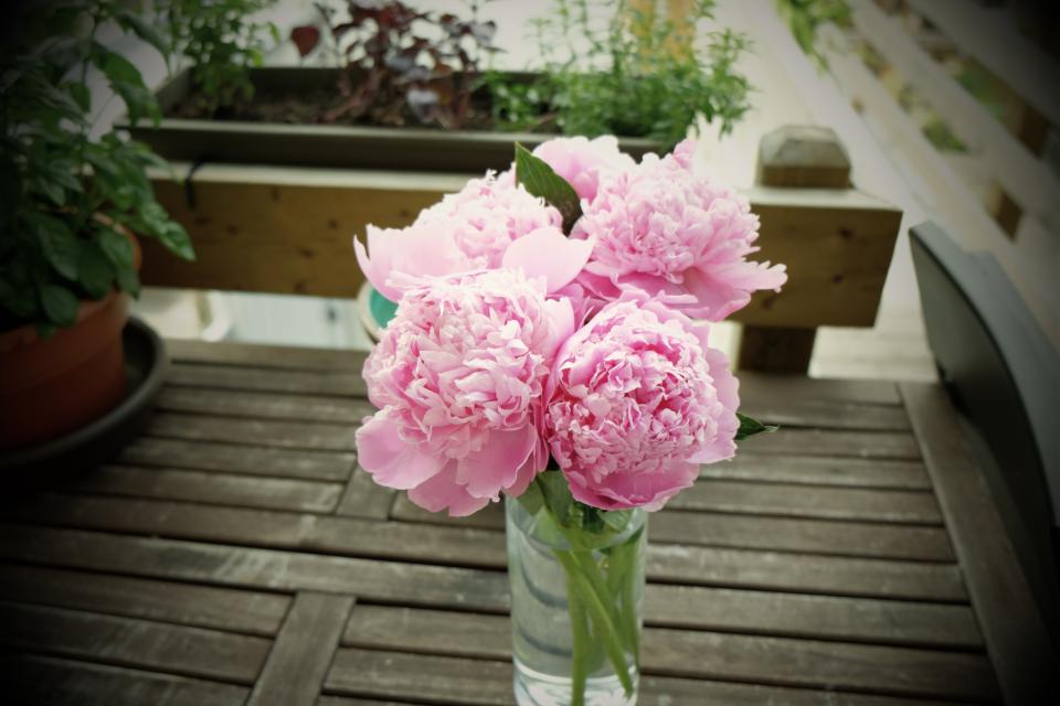 vase pink flowers 