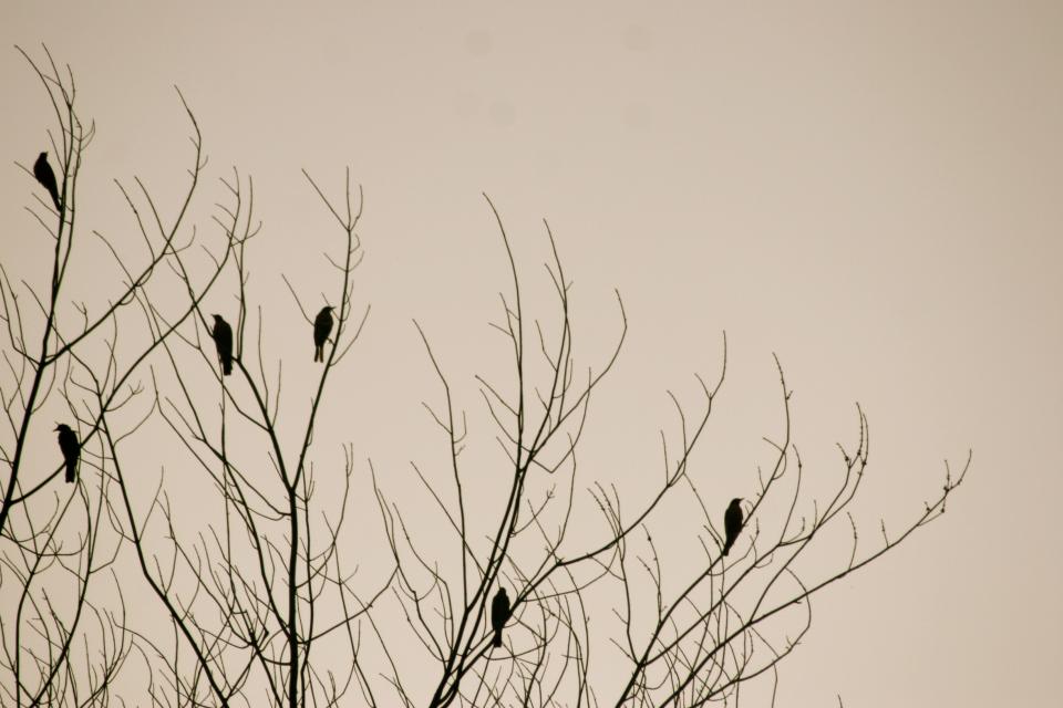 winter tree silhouette nature birds background 