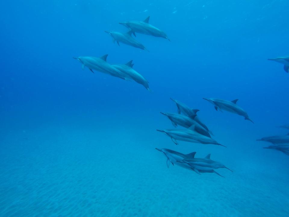 underwater sea ocean dolphins blue 