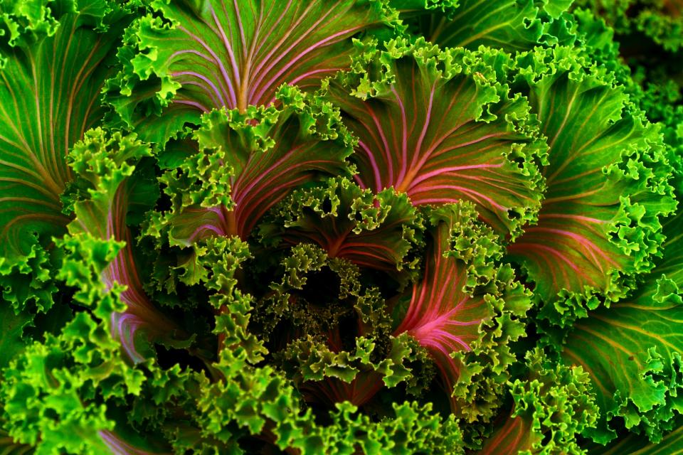 vegetable kale Healthy green food 