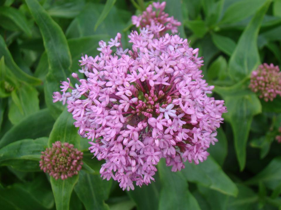 flower, spring, purple, green, garden