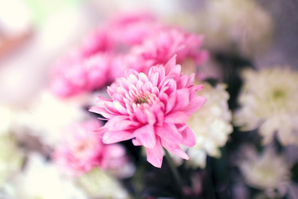 pink garden flowers 