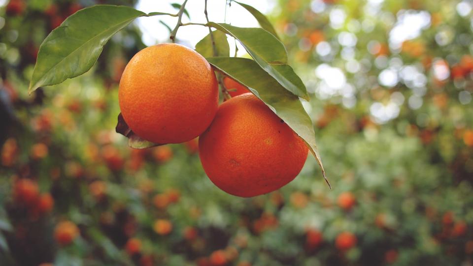 trees oranges Healthy fruits food 