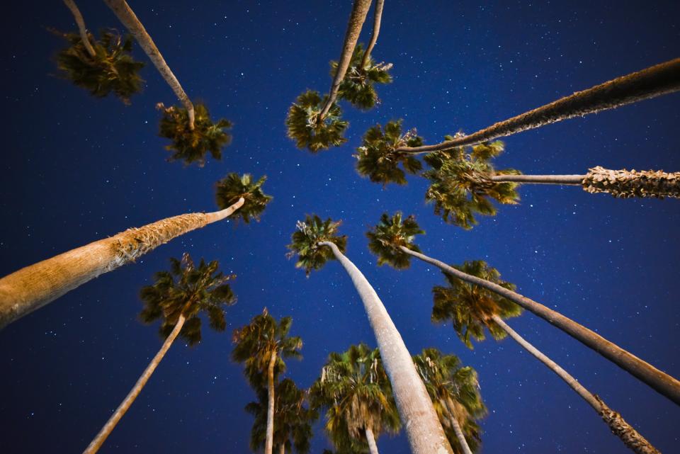 stars sky palmtrees night evening blue 
