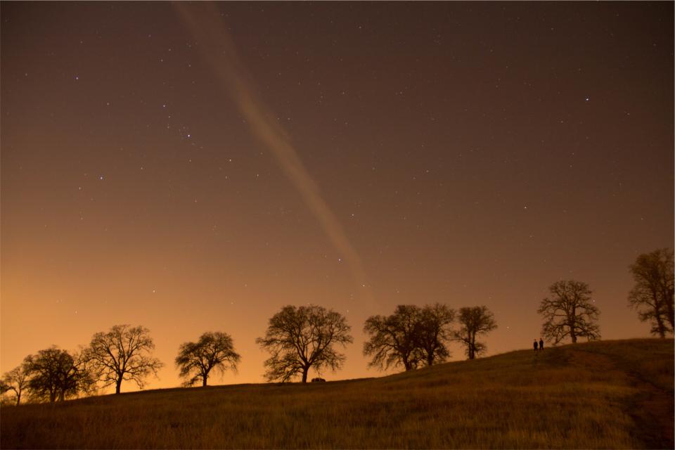 trees stars sky night grass field 