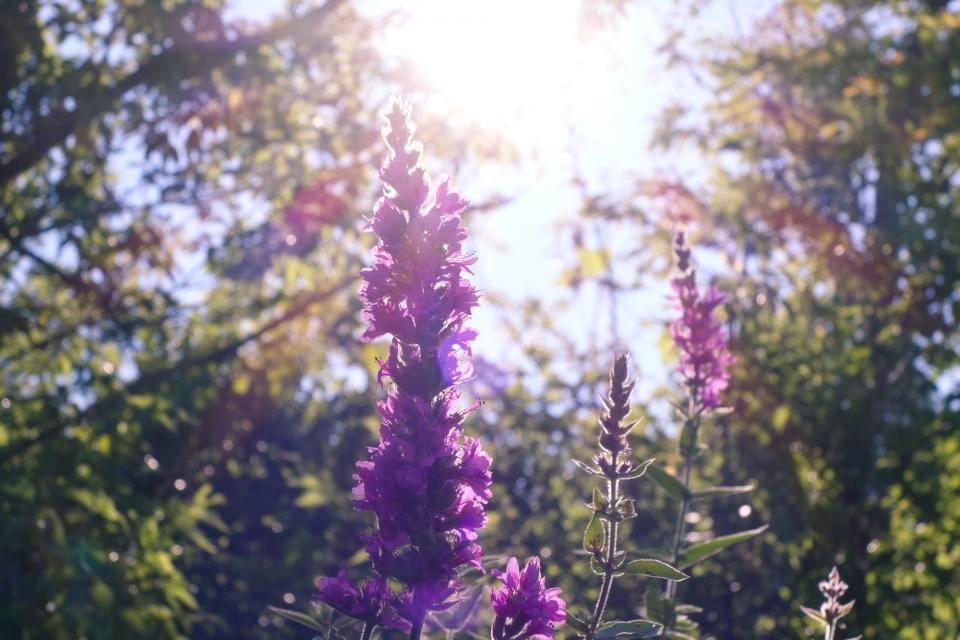 sunshine purple flowers 