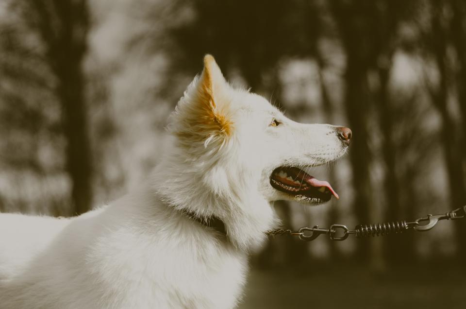 white germanshepherd dogs dog 