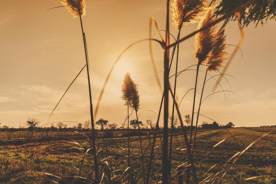 fields, autumn, rural, countryside, grass, plants, gold