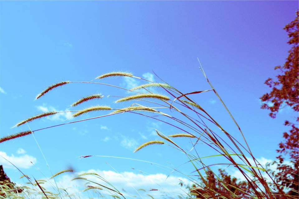sunshine, plants, blue, sky