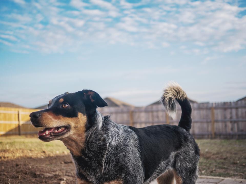sky puppy happy fence dog blueheeler backyard 