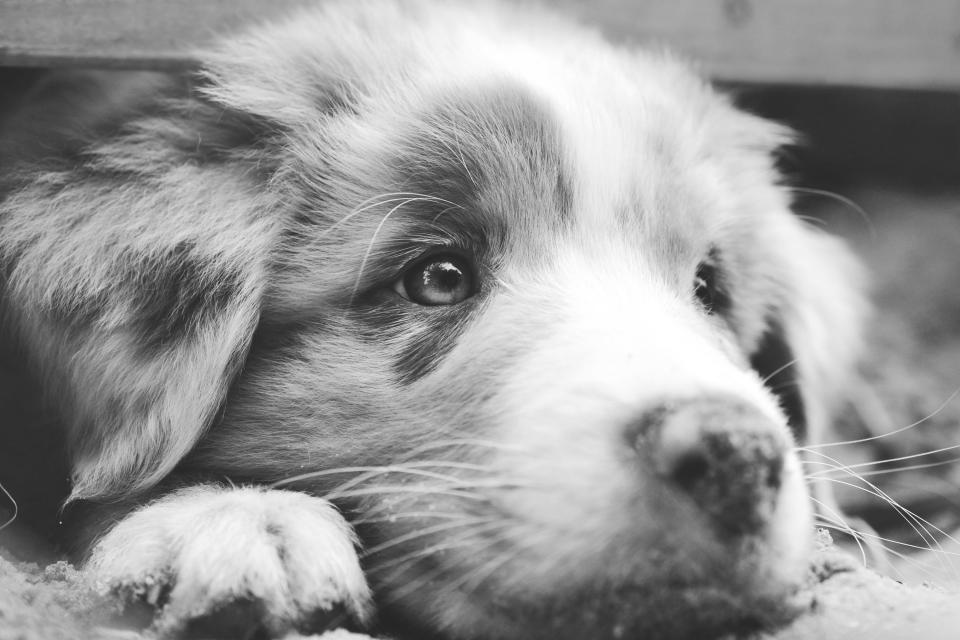 dog, Australian Shepherd, aussie, puppy, closeup, makro, eyes, fur