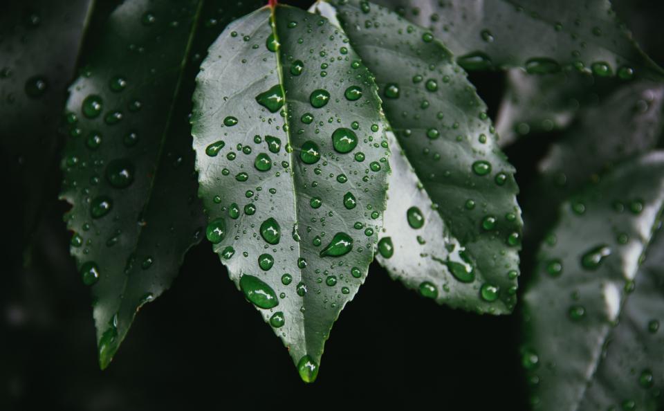 wet raining raindrops plants nature leaves leaf 