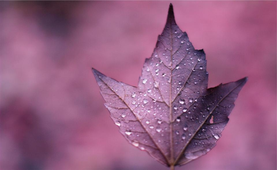 purple leaf 
