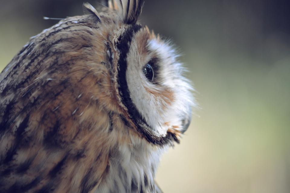 owl bird 