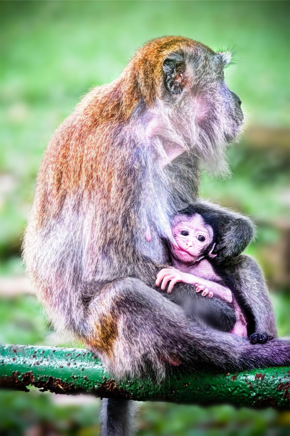 monkeys father family baby animals 