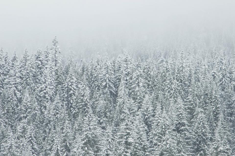 winter trees snow grey forest fog blizzard 