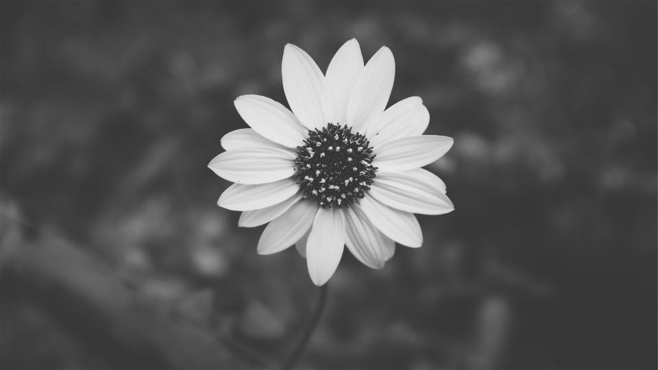 flower blackandwhite 