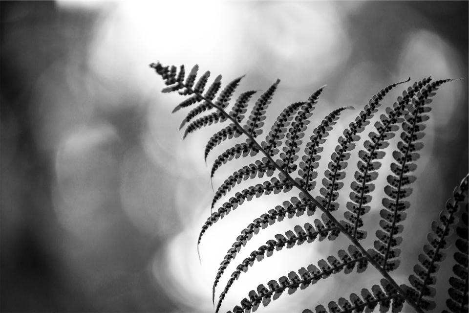 plant, black and white