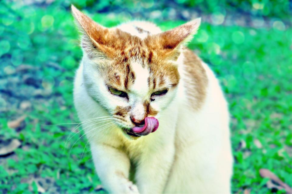 whiskers Tongue pet licking cat animal 