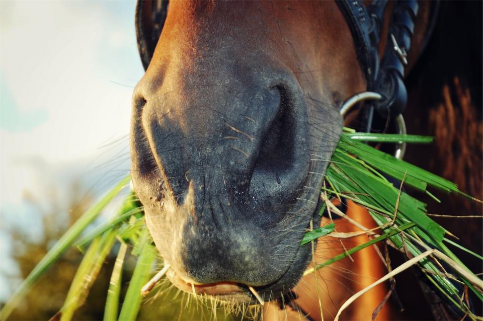 horse grass eating animal 