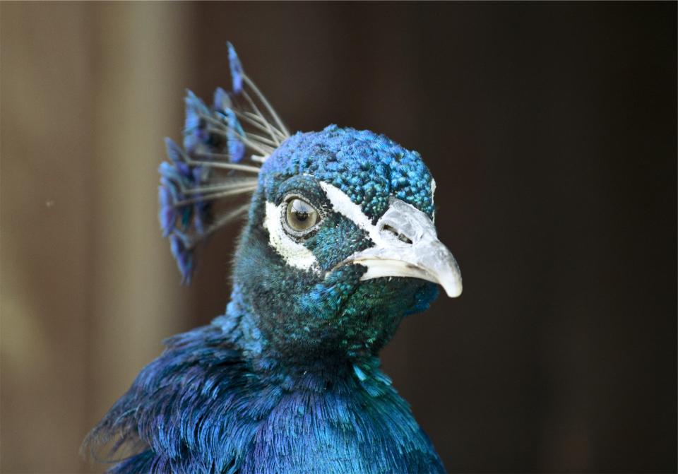 peacock blue bird animal 