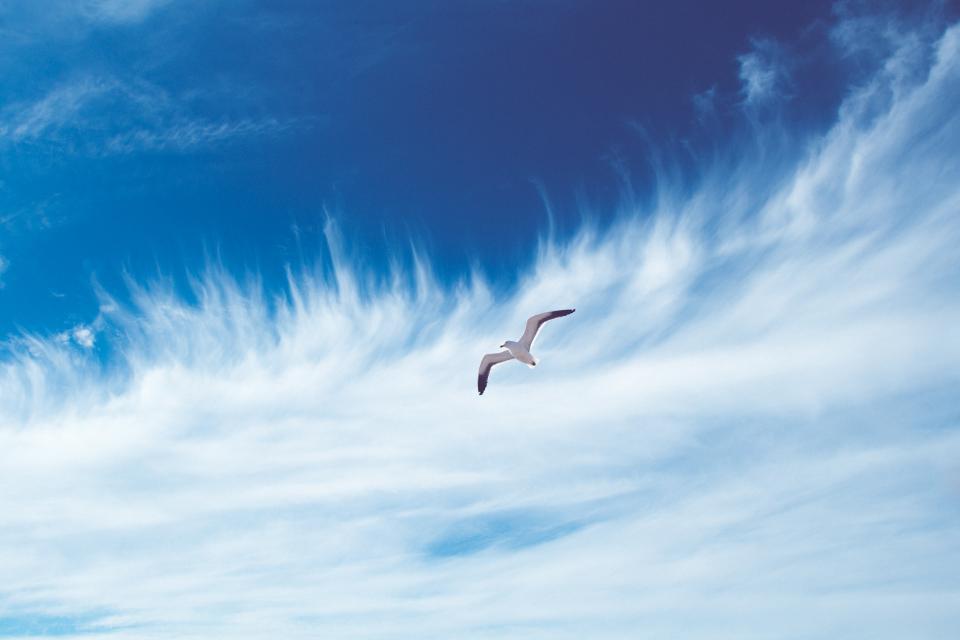 sky seagull flying clouds blue bird 