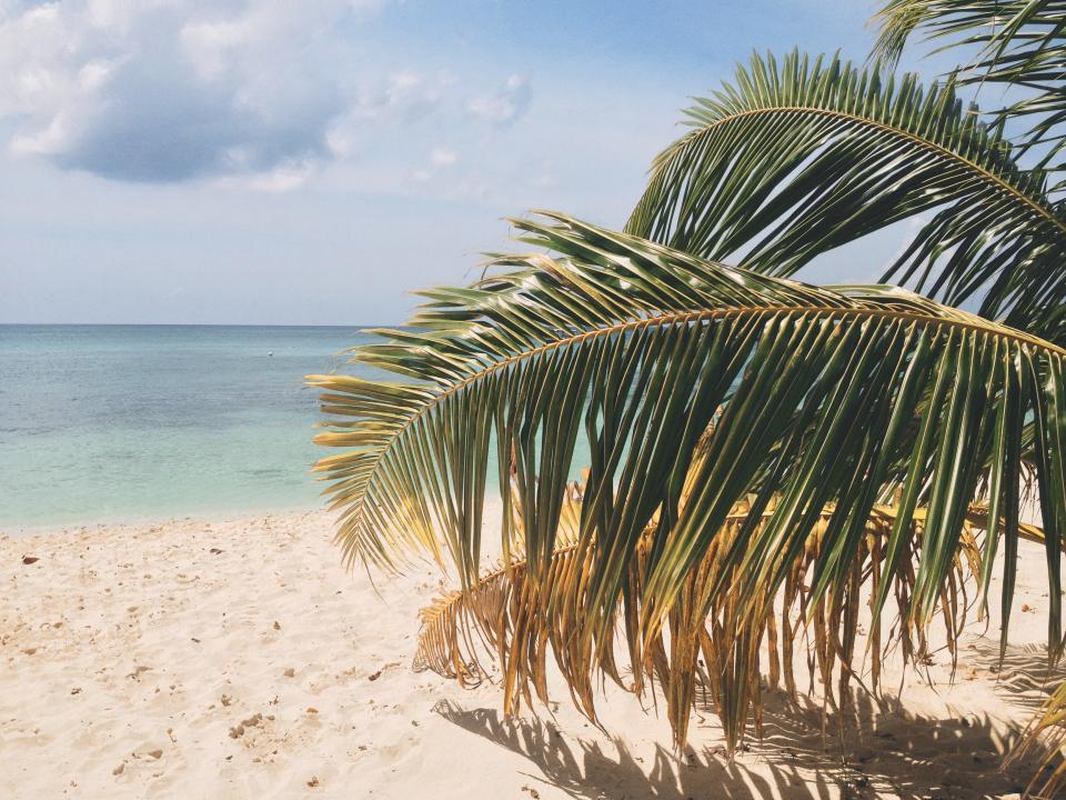 water vacation tropical sea sand palmtree ocean leaves beach 