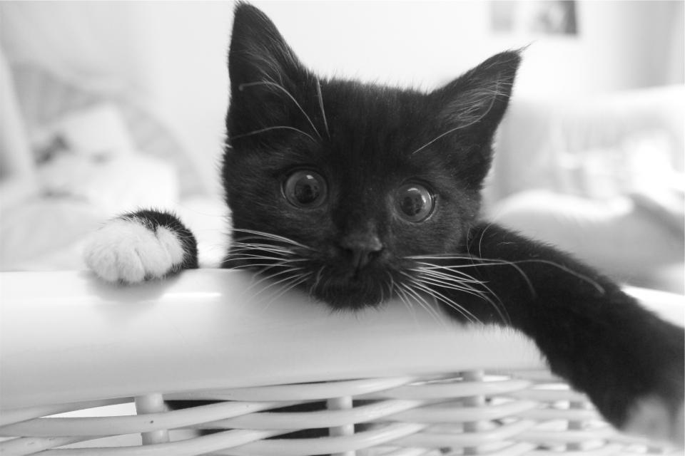 whiskers pet eyes cat blackandwhite animal 