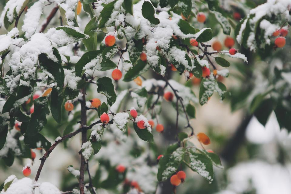 winter trees snow orange leaves branches berries 