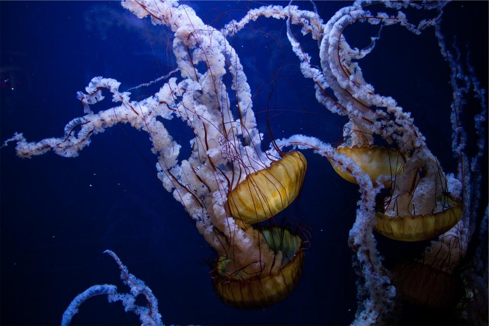underwater sea ocean jellyfish 