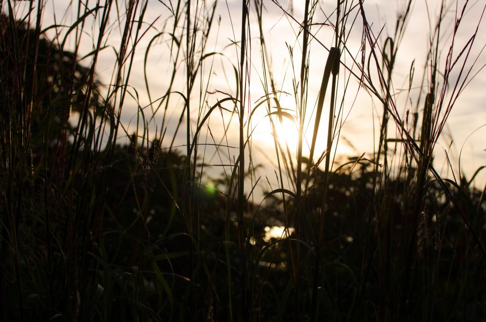 sunset grass 