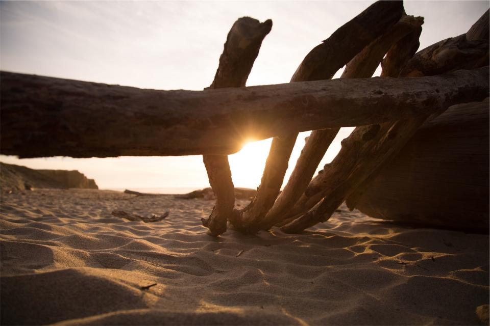 wood sunset sunrays sand logs beach 