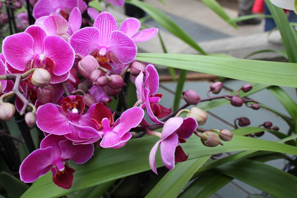 orchid flowers 