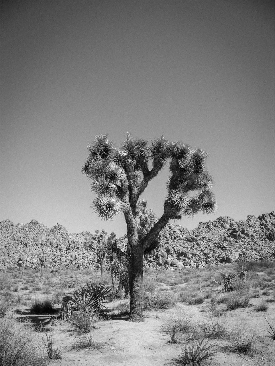 trees shrubs rocks desert blackandwhite 