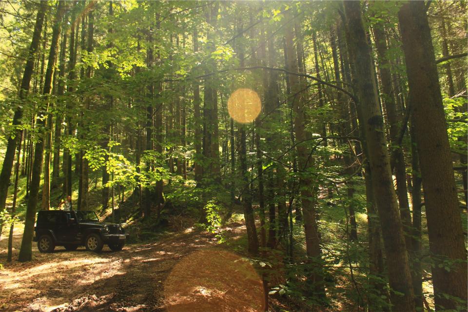 woods trees sunshine sunrays nature jeep green forest automotive 